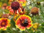 Pollinator gardening