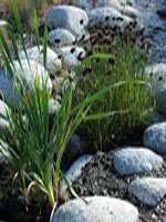 ornamental grasses