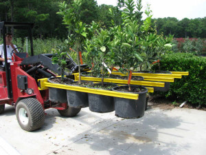 tree planting service