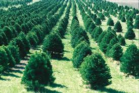 commercial tree farm