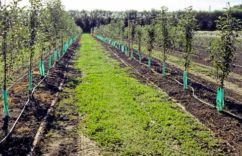 drip irrigation system for trees 