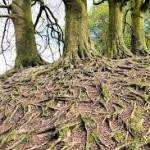 tree roots