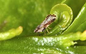 Asian Citrus Psyllid