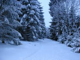 Winter Tree Farm