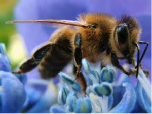honey bee image 