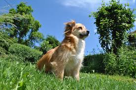 dog in friendly garden