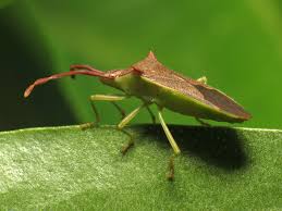 leaf footed bug