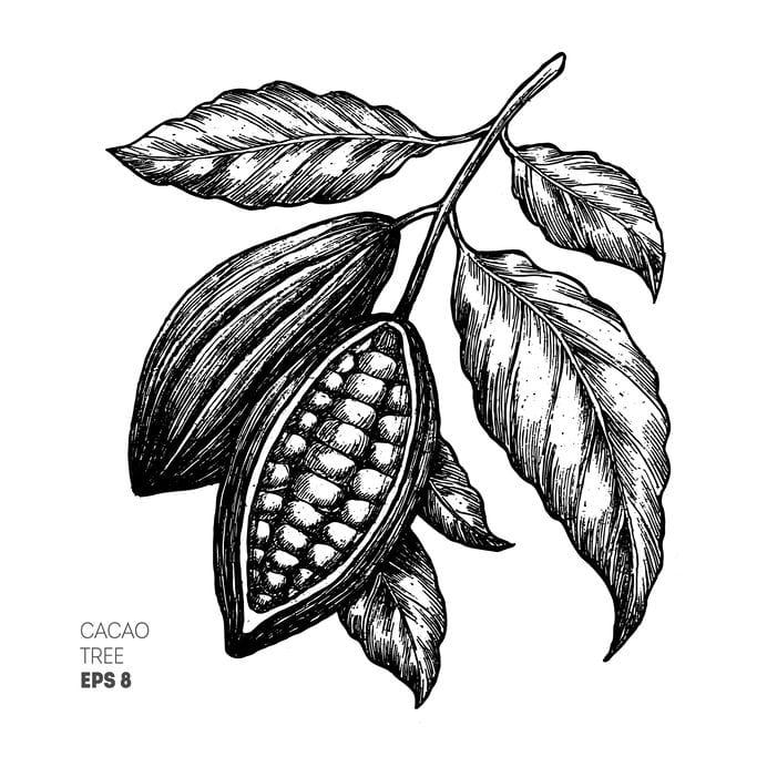 cacao tree drawing