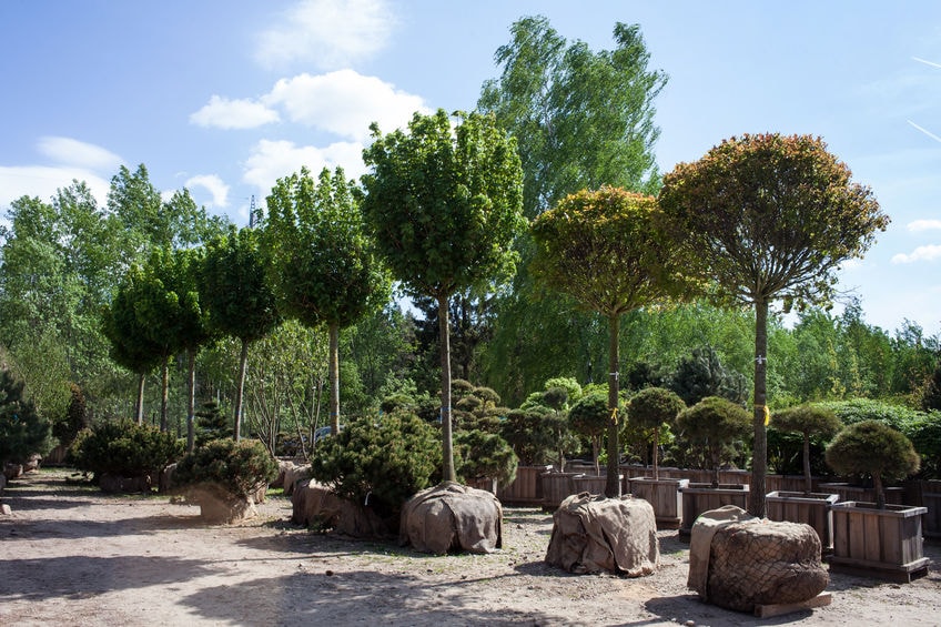 tree nursery