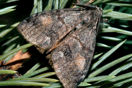 Douglas Fir Tussock Moth Claims 13,000 Acres of Trees