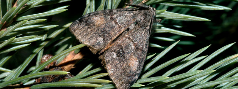 Douglas fir tussock moths
