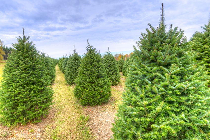 christmas tree farm