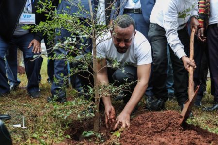 Ethiopia Plants 350-Million Trees In 12 Hours