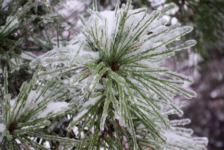 6 Winter Tree Problems to Watch Out for