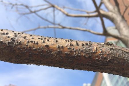 Common Midwest Oak Tree Diseases: Botryosphaeria Twig Canker