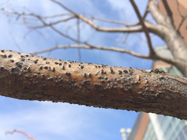 Twig Blight: Identify, Prevent and Treat it