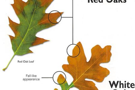 Common Midwest Oak Tree Diseases: Oak Wilt