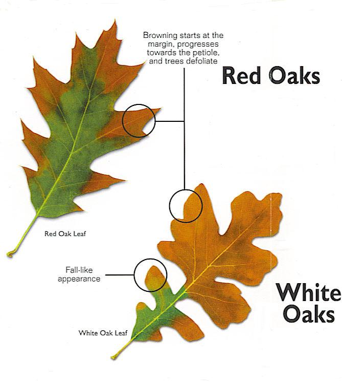 Oak wilt