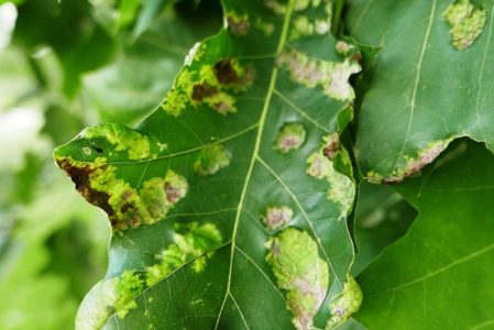 Common Midwest Oak Tree Diseases: Oak Leaf Blister