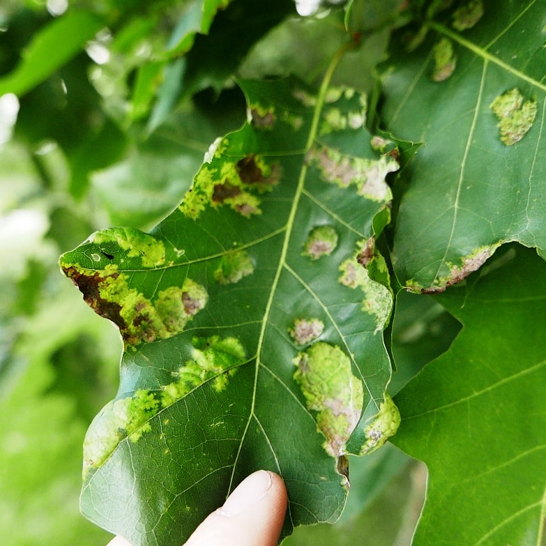 oak leaf blister